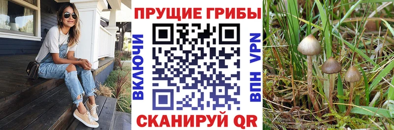 Галлюциногенные грибы MAGIC MUSHROOMS блэк спрут зеркало Дорогобуж